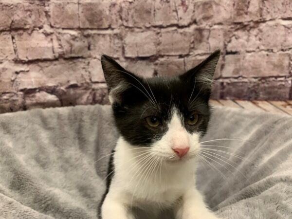Domestic Short Hair- Old Bridge Animal Shelter-CAT-Male-Black & White-K-1645-PetCenter Old Bridge, New Jersey