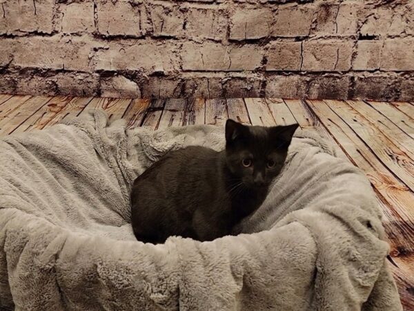 Domestic Short Hair- Old Bridge Animal Shelter-CAT--Black-K-1645-PetCenter Old Bridge, New Jersey