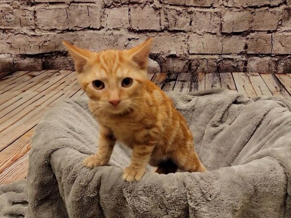 Domestic Short Hair- Old Bridge Animal Shelter-CAT-Male-Orange-K-1645-PetCenter Old Bridge, New Jersey