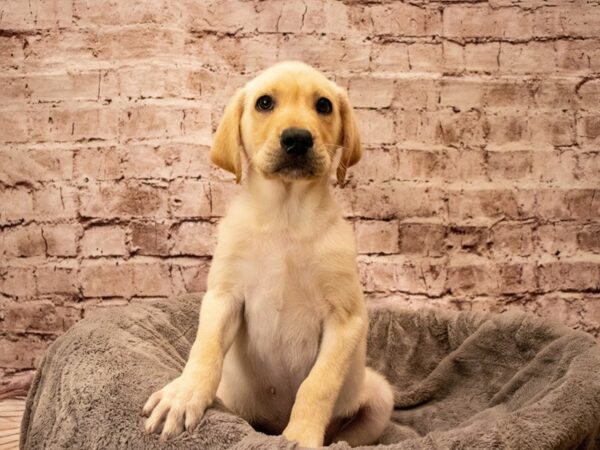 Labrador Retriever- Available 11/23-DOG-Male-Yellow-1645-PetCenter Old Bridge, New Jersey