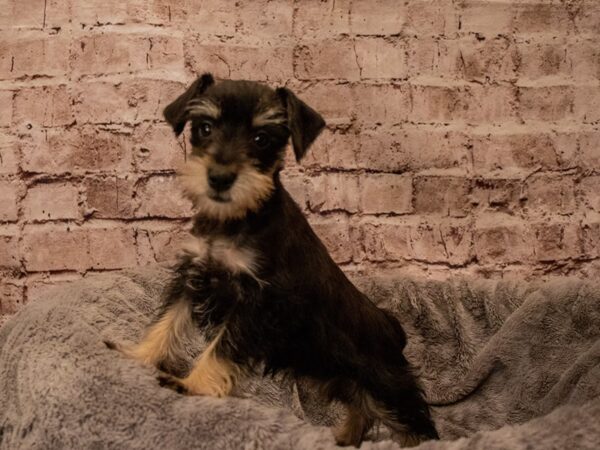 Miniature Schnauzer- Available 11/23-DOG-Female-Salt / Pepper-1646-PetCenter Old Bridge, New Jersey