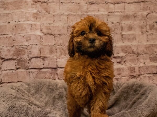 Shihpoo- Available 11/23-DOG-Female-Brown-1653-PetCenter Old Bridge, New Jersey