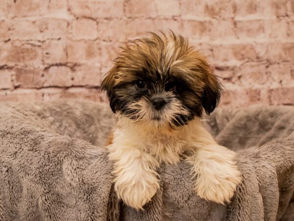 Shih Tzu- Available 11/23-DOG-Female-Gold and White-1648-PetCenter Old Bridge, New Jersey