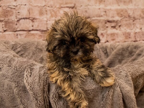 Teddy Bear- Available 11/23-DOG-Female-Brindle-1649-PetCenter Old Bridge, New Jersey