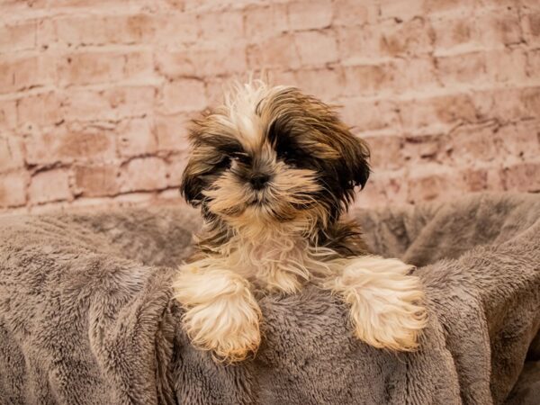 Shih Tzu- Available 11/23-DOG-Male-Gold and White-1647-PetCenter Old Bridge, New Jersey