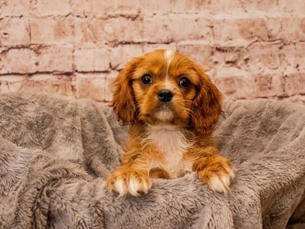 Cavalier King Charles Spaniel- Available 11/23-DOG-Male-Ruby-1650-PetCenter Old Bridge, New Jersey
