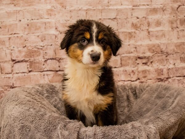 Australian Shepherd- Available 11/23-DOG-Female-Black and White-1651-PetCenter Old Bridge, New Jersey