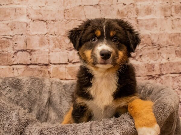 Australian Shepherd- Available 11/23-DOG-Male-Black and White-1652-PetCenter Old Bridge, New Jersey