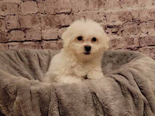Bichon Frise- Available 11/23-DOG-Female-White-1656-PetCenter Old Bridge, New Jersey