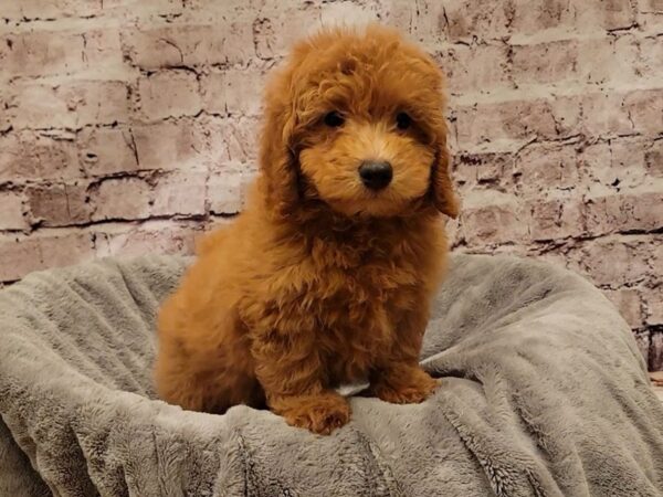Mini Poodle- Available 11/23-DOG-Male-Red-1655-PetCenter Old Bridge, New Jersey