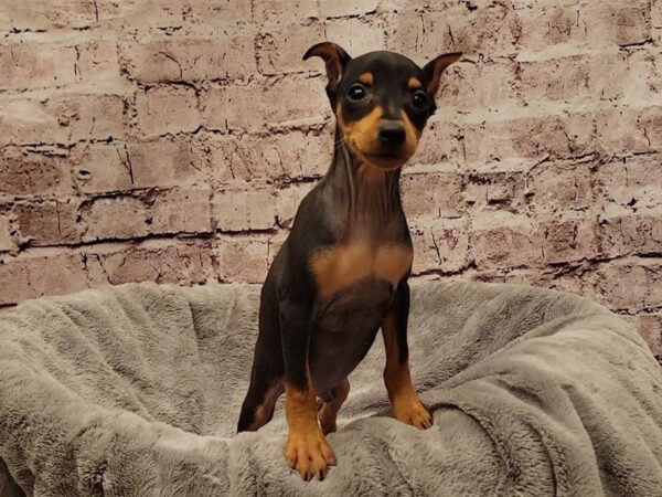 Miniature Pinscher- Available 11/23-DOG-Male-Black / Tan-1654-PetCenter Old Bridge, New Jersey