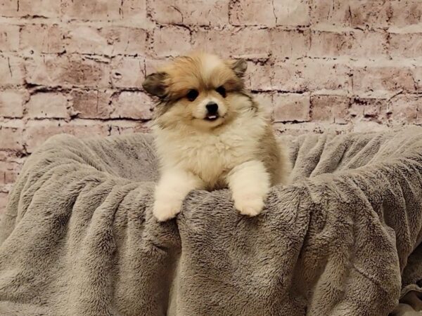 Pomeranian- Available 11/23-DOG-Female-Brown / White-1657-PetCenter Old Bridge, New Jersey