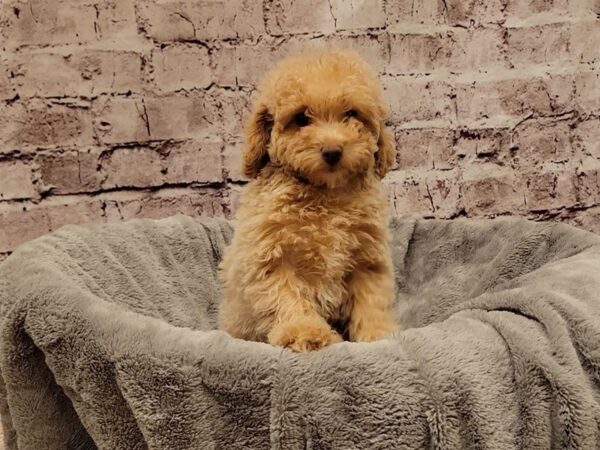 Maltipoo- Available 11/23-DOG-Female-Cream-1658-PetCenter Old Bridge, New Jersey