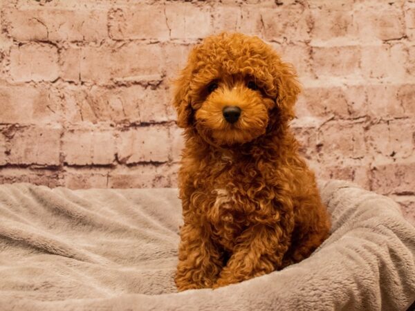 Poodle- Available 11/30-DOG-Female-Red-1668-PetCenter Old Bridge, New Jersey