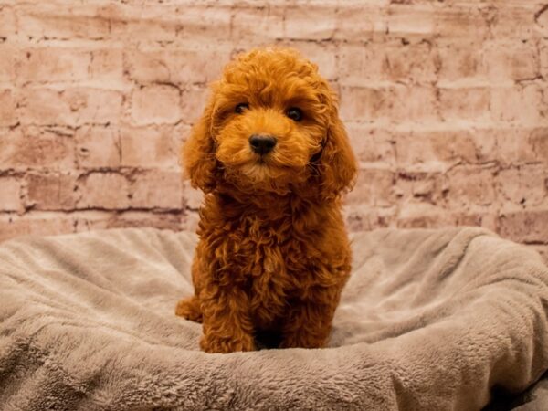 Mini Goldendoodle- Available 11/30-DOG-Male-Red-1662-PetCenter Old Bridge, New Jersey