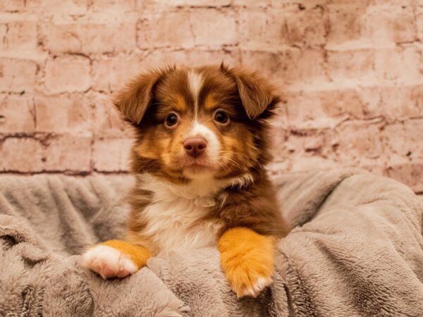 Miniature American Shepherd- Available 11/30-DOG-Male-Red-1659-PetCenter Old Bridge, New Jersey