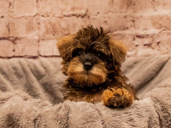 Schnoodle- Available 11/30-DOG-Male-Brindle-1660-PetCenter Old Bridge, New Jersey
