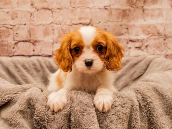 Cavalier King Charles Spaniel- Available 11/30-DOG-Male-Blenheim-1667-PetCenter Old Bridge, New Jersey