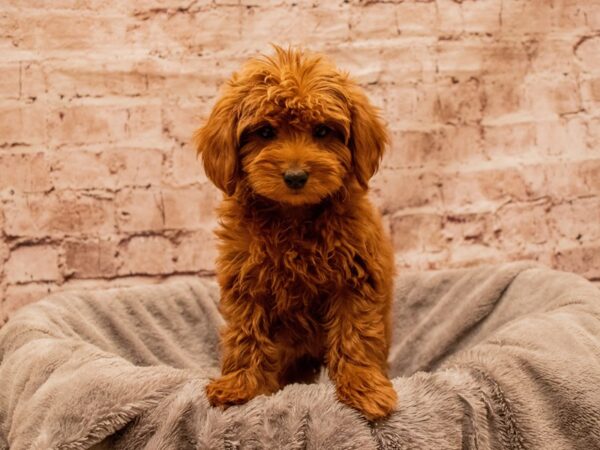Mini Goldendoodle- Available 11/30-DOG-Female-Red-1661-PetCenter Old Bridge, New Jersey