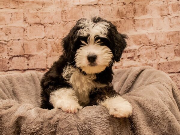 Mini Aussiedoodle- Available 11/30-DOG-Female-Black / White-1665-PetCenter Old Bridge, New Jersey