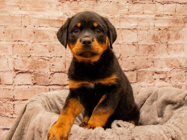 Rottweiler- Available 11/30-DOG-Female-Black / Tan-1666-PetCenter Old Bridge, New Jersey