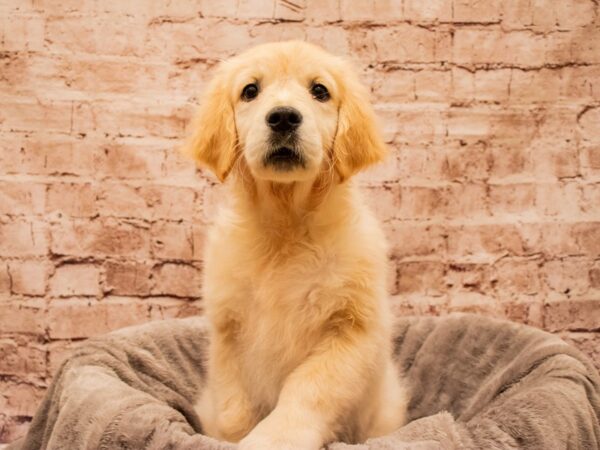 Golden Retriever- Available 11/30-DOG-Female-Golden-1664-PetCenter Old Bridge, New Jersey