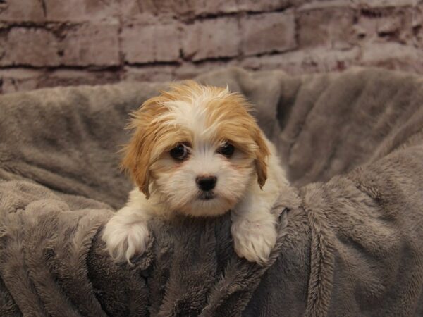 Malshi- Available 11/30-DOG-Female-White / Gold-1670-PetCenter Old Bridge, New Jersey