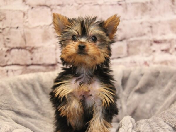 Yorkshire Terrier- Available 11/30-DOG-Female-Black / Tan-1669-PetCenter Old Bridge, New Jersey