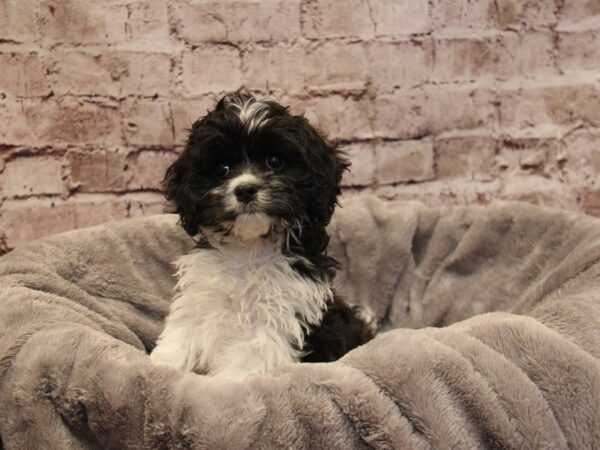 Cavachon- Available 11/30-DOG-Male-Sable / White-1672-PetCenter Old Bridge, New Jersey