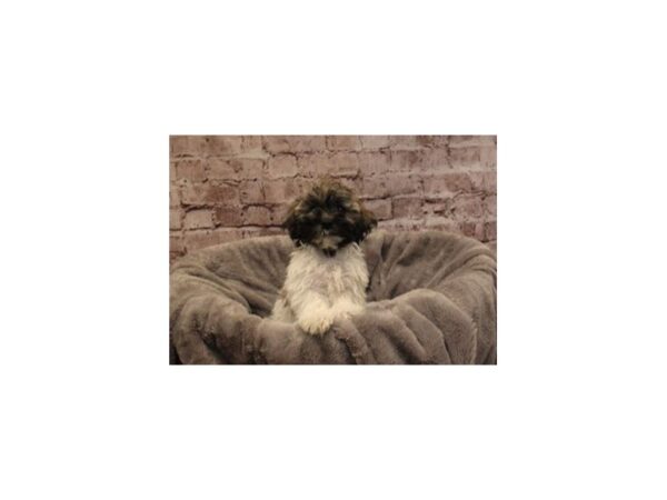 Havanese- Available 11/30-DOG-Male-Dark Sable-1674-PetCenter Old Bridge, New Jersey