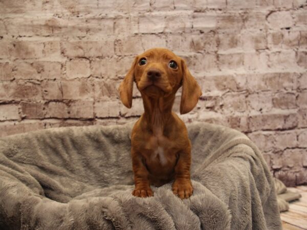 Dachshund- Available 11/30-DOG-Female-Isabella-1673-PetCenter Old Bridge, New Jersey
