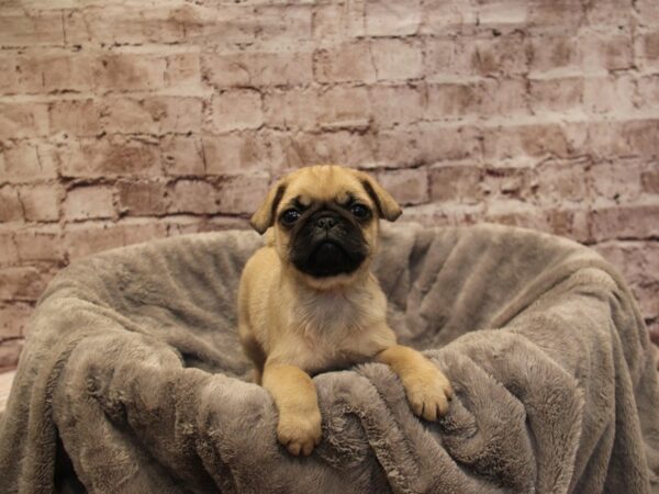 Pug- Available 11/30-DOG-Male-Fawn-1671-PetCenter Old Bridge, New Jersey
