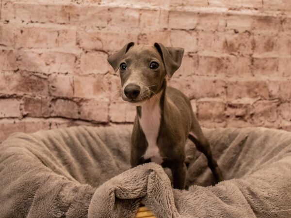 Italian Greyhound- Available 12/7-DOG-Male-Blue-1676-PetCenter Old Bridge, New Jersey