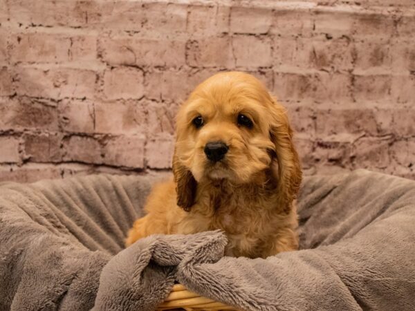 Cocker Spaniel- Available 12/7-DOG-Male-Buff-1675-PetCenter Old Bridge, New Jersey