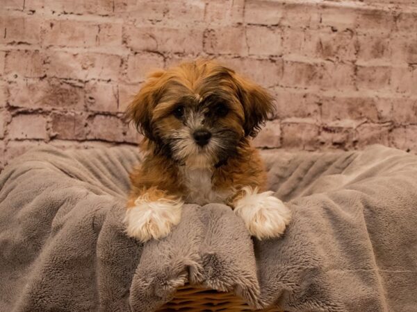 Lhasa Apso- Available 12/7-DOG-Male-Red Gold-1681-PetCenter Old Bridge, New Jersey