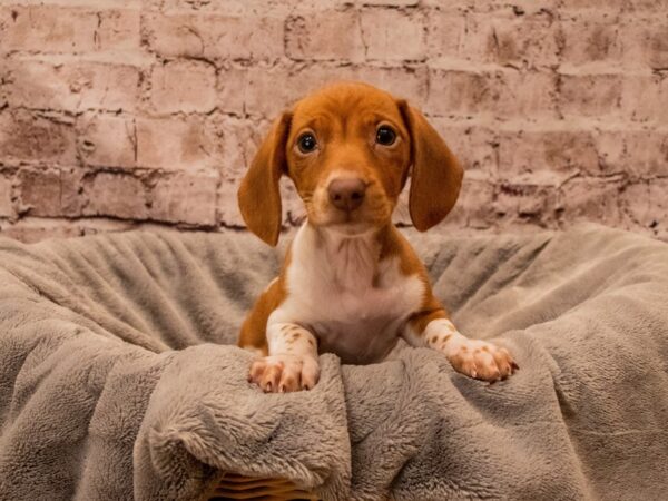 Dachshund- Available 12/7-DOG-Male-Red-1683-PetCenter Old Bridge, New Jersey