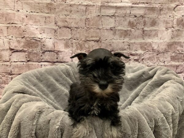 Miniature Schnauzer- Available 12/7-DOG-Female-Black-1679-PetCenter Old Bridge, New Jersey