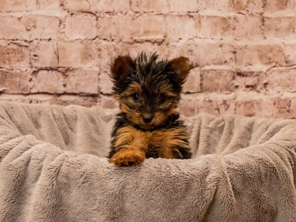 Yorkshire Terrier- Available 12/14-DOG-Male-Black and Tan-1693-PetCenter Old Bridge, New Jersey