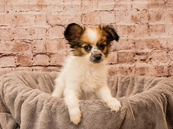 Papillon- Available 12/14-DOG-Male-White and Red-1698-PetCenter Old Bridge, New Jersey