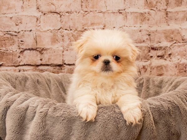 Pekingese- Available 12/14-DOG-Female-Cream-1694-PetCenter Old Bridge, New Jersey