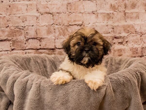 Shih Tzu- Available 12/14-DOG-Male-Gold and White-1697-PetCenter Old Bridge, New Jersey