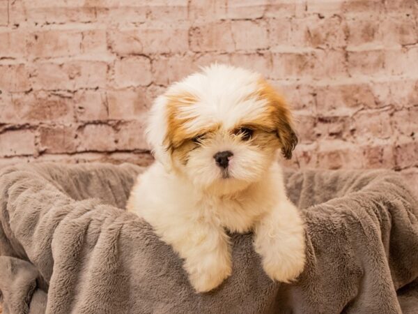 Lhasa Apso- Available 12/14-DOG-Male-Red-1696-PetCenter Old Bridge, New Jersey