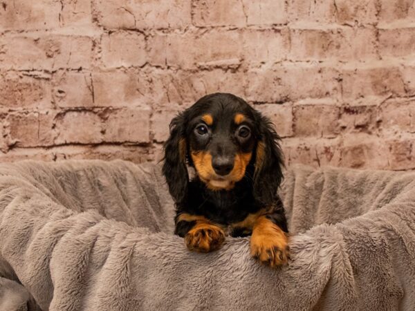 Dachshund- Available 12/14-DOG-Male-Black and Tan-1695-PetCenter Old Bridge, New Jersey