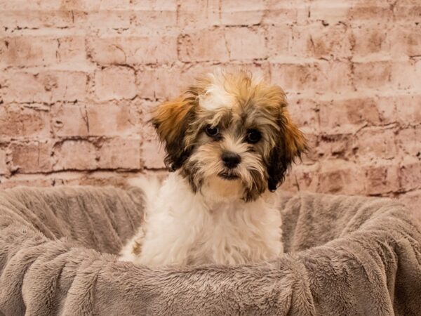 Teddy Bear- Available 11/2-DOG-Male-Gold and White-1607-PetCenter Old Bridge, New Jersey
