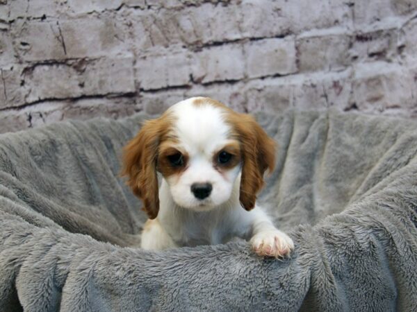 Cavalier King Charles Spaniel- Available 12/14-DOG-Female-Blenheim-1688-PetCenter Old Bridge, New Jersey