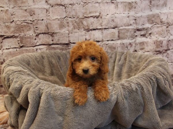 Poodle- Available 12/14-DOG-Female-Apricot-1691-PetCenter Old Bridge, New Jersey