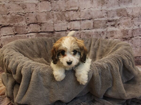 Cavachon- Available 12/14-DOG-Male-White / Sable-1690-PetCenter Old Bridge, New Jersey
