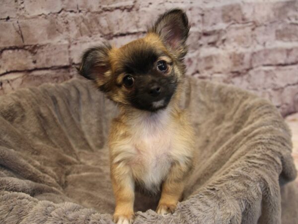 Chihuahua- Available 12/14-DOG-Female-Sable-1685-PetCenter Old Bridge, New Jersey