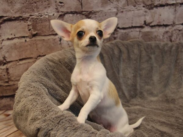 Chihuahua- Available 12/14-DOG-Male-Fawn / White-1686-PetCenter Old Bridge, New Jersey