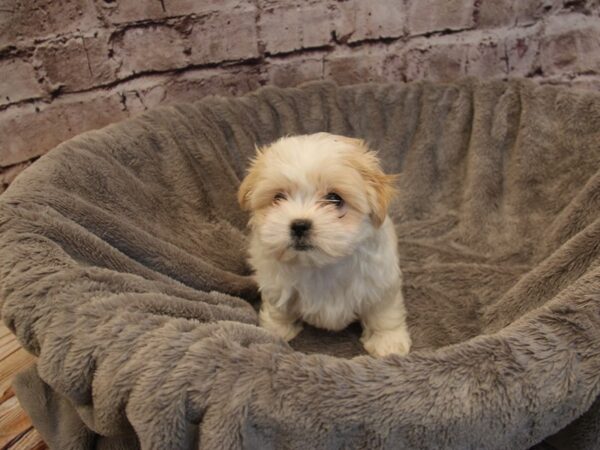 Malshi- Available 12/14-DOG-Female-White-1687-PetCenter Old Bridge, New Jersey